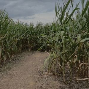 Meet your Posher, Sophia